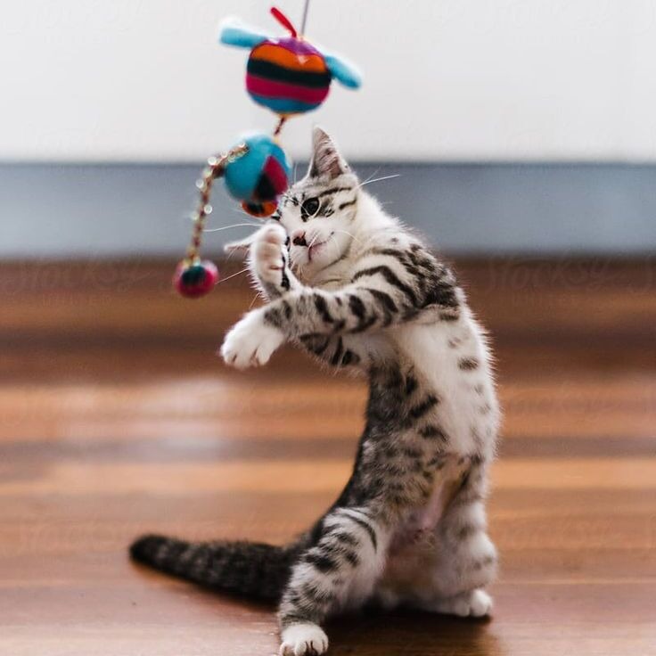 Pet Supplies