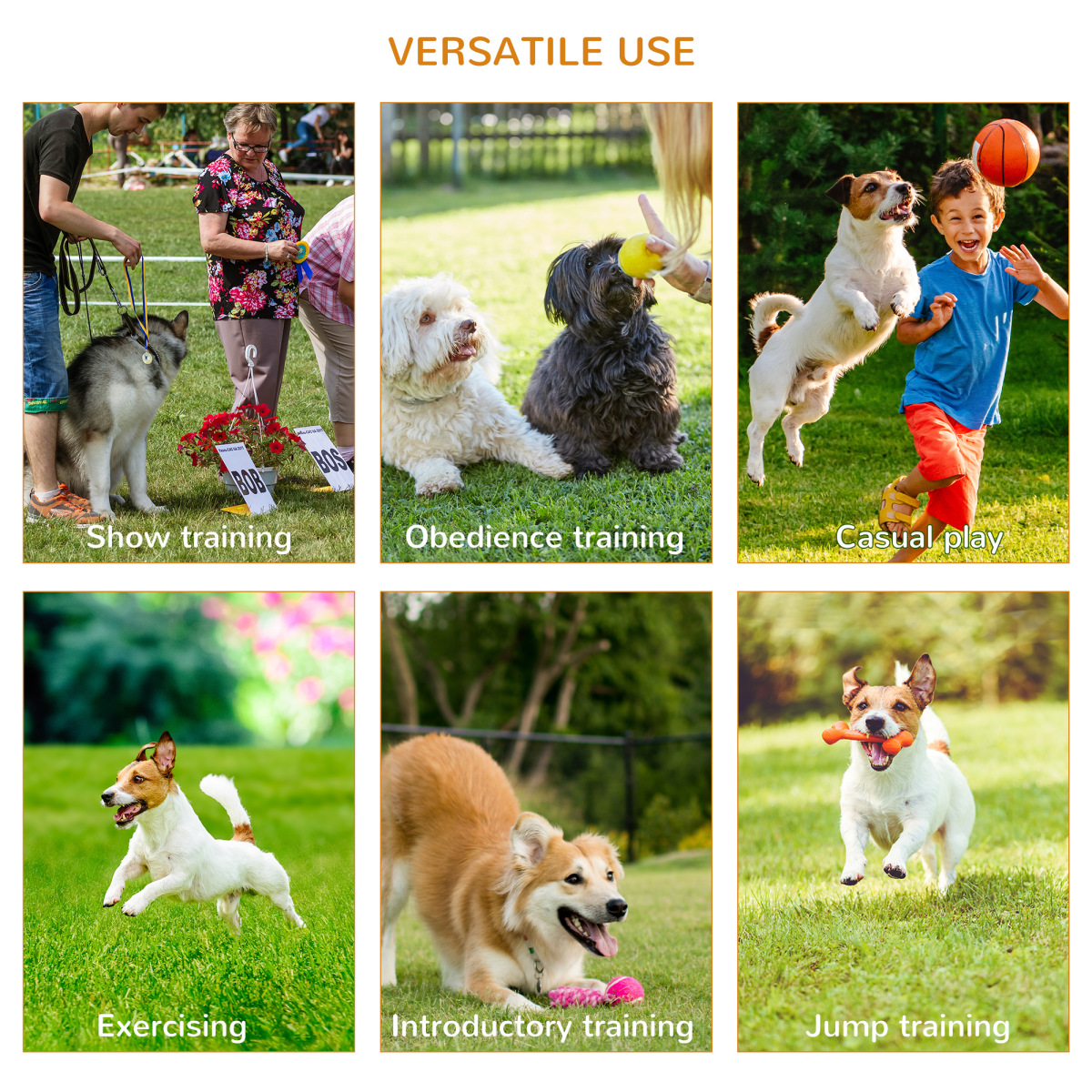 Pet Agility Training Set